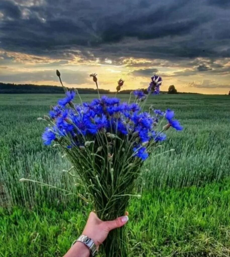Время васильков. Полевые цветы. Васильки. Синие цветы в поле. Поле с васильками.
