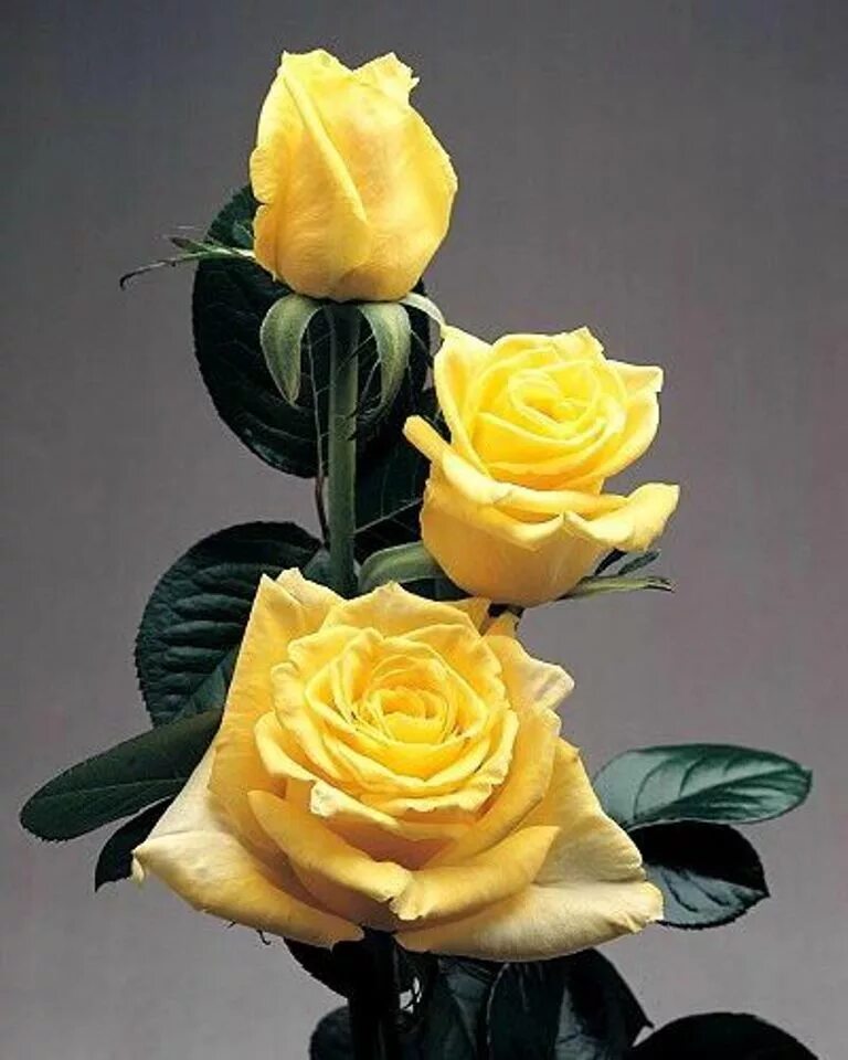 Купить розы обь. Сибирские розы флорибунда.