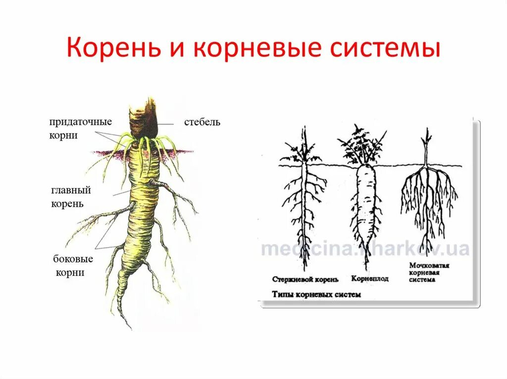 Придаточные корни на листе. Корневая система 6 класс биология. Корневая система придаточные корни.