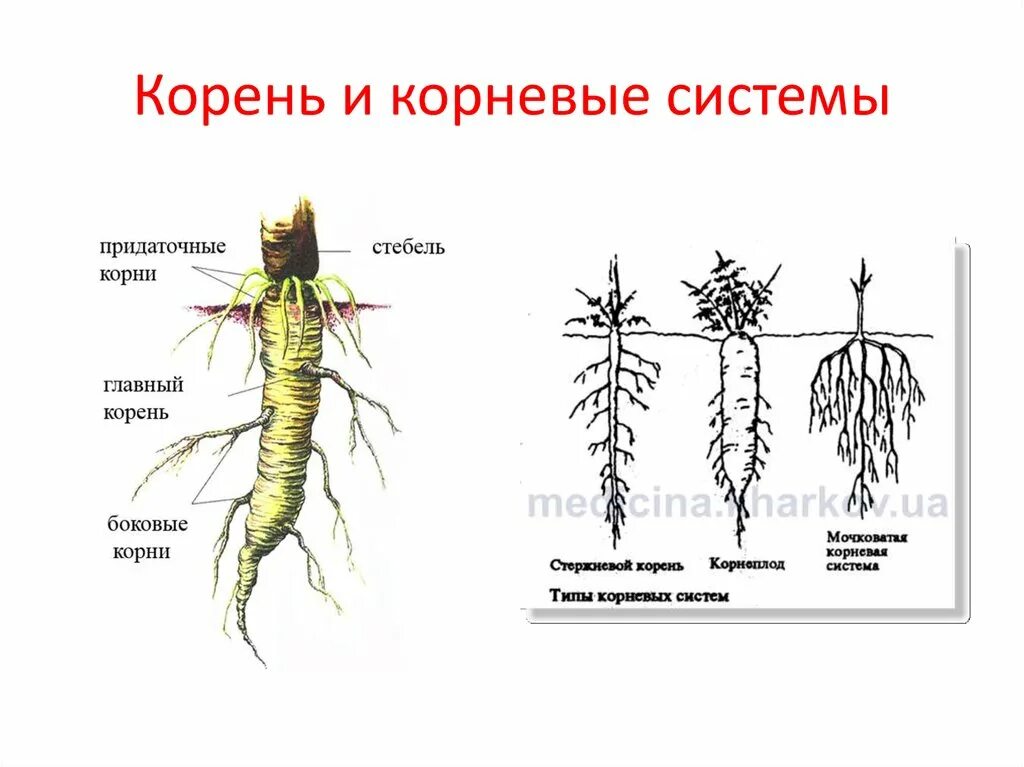 Корневая система 6 класс биология. Корневая система придаточные корни. В корневой системе отсутствуют придаточные корни