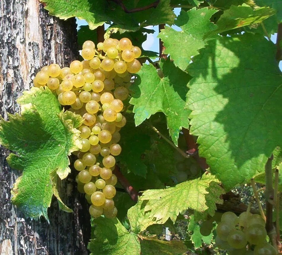 Кангун сорт винограда. Torrontes виноград виноградник. Рислинг рейнский сорт винограда. Фалангина сорт винограда. Torrontes виноград виноградник.