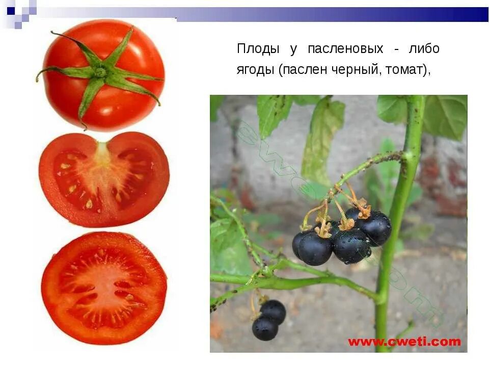 Как называется плод томата. Томат семейство пасленовые. плод томат пасленовые. семейство пасленовые томат цветки. плод ягода семейство пасленовые растения.
