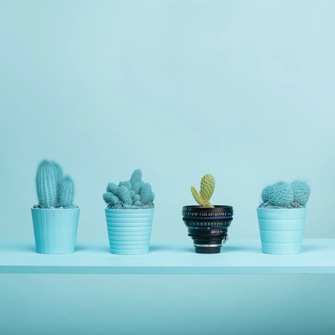 Cacti бренд