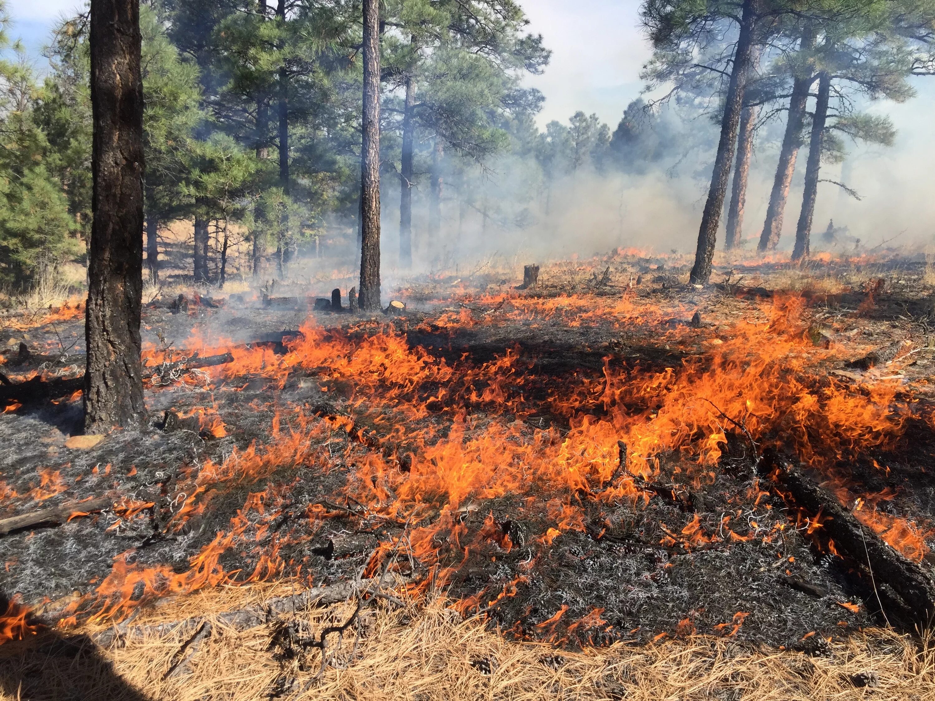 Хвойный пожар. Горящие сосновые леса. Экологические проблемы леса пожары. Сосна в огне. Surface Fires.