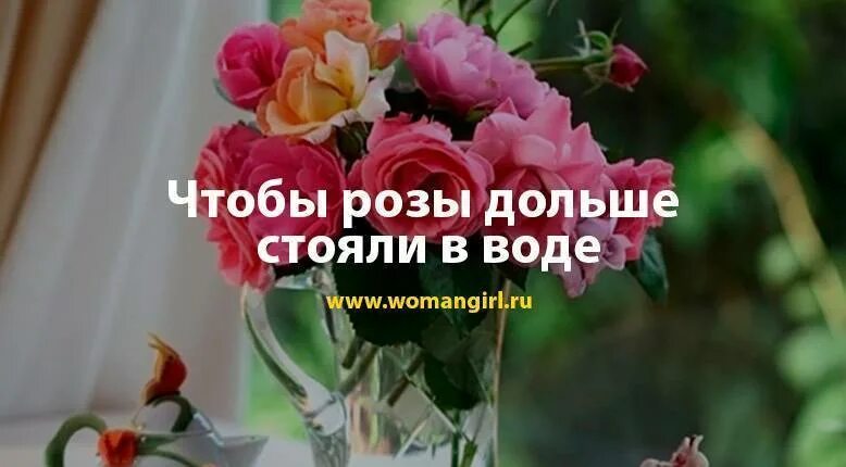 Что добавить в воду к розам. Чтобы розы дольше стояли. Чтобы розы дольше стояли в вазе. Чтоб долго стояли розы что добавить в воду.