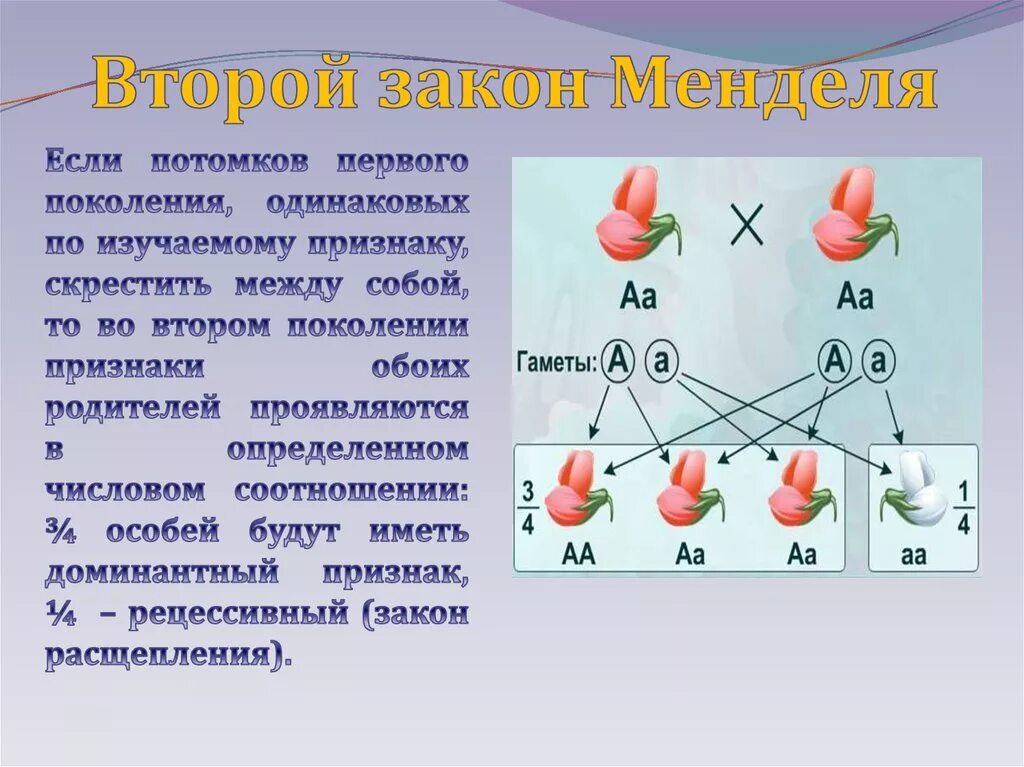 Определите фенотип томата с генотипом. Определите фенотип томата с генотипом
