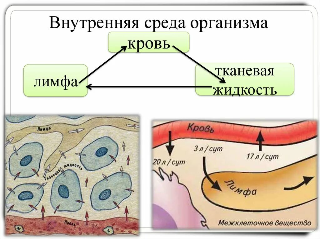 Из чего состоит среда организма. Внутренняя среда организма тканевая жидкость лимфа. Внутренняя среда организма (кровь,лимфа,межклеточная жидкость). Схема превращения жидкостей внутренней среды организма. Компоненты внутренней среды организма схема.