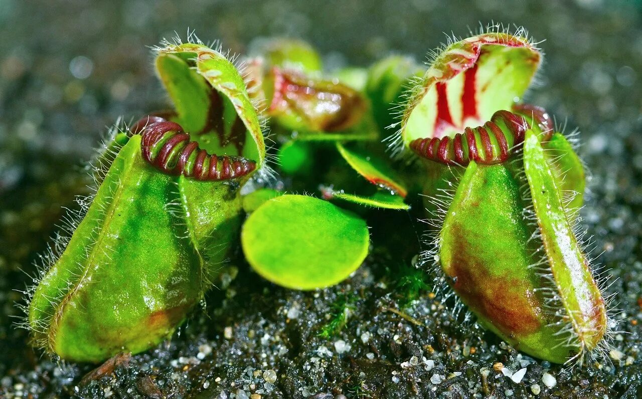 Само растение считают. Дионея muscipula. Аннато помадное дерево. Agave sisalana. Само растение считают.