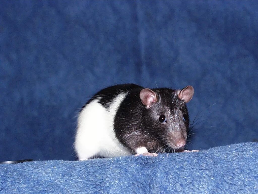 крыса фото. милые крыски. крыса. крысы. черно белый грызун.