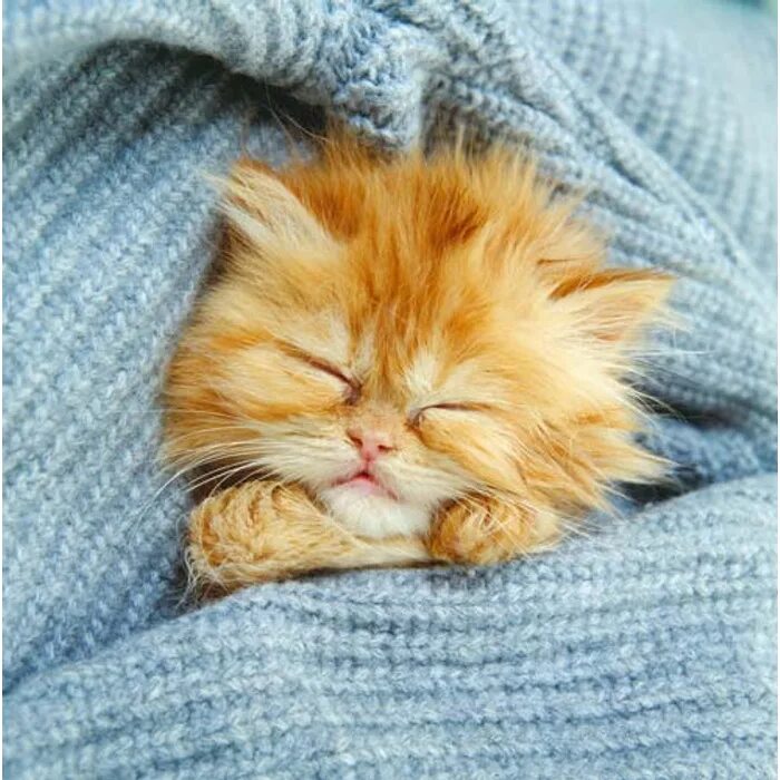 Кот рыжий ночь. Рыжий котенок спит. спящий рыжий котенок. спокойной ночи рыжий котенок. спокойной ночи рыжий котик.