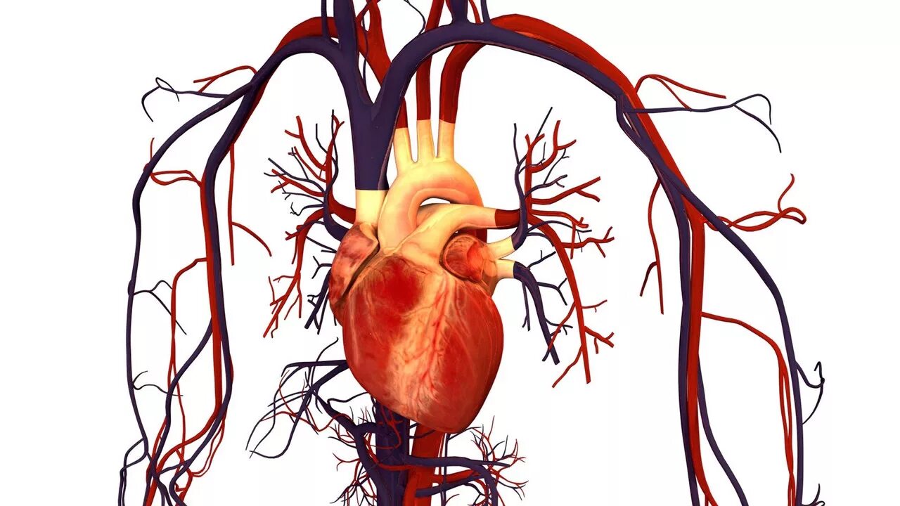 Сердце и кровеносная система человека анатомия. Сосуды сердца. Сосуды ССС. Сердечно сосудистая система сердце сосуды. Улучшится кровообращение