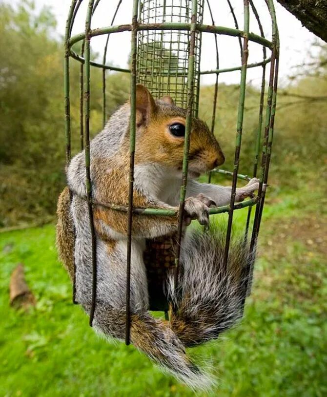 белка 1 сорт. белка прирученная. питомник белок. белка телеутка. клетка для белки.