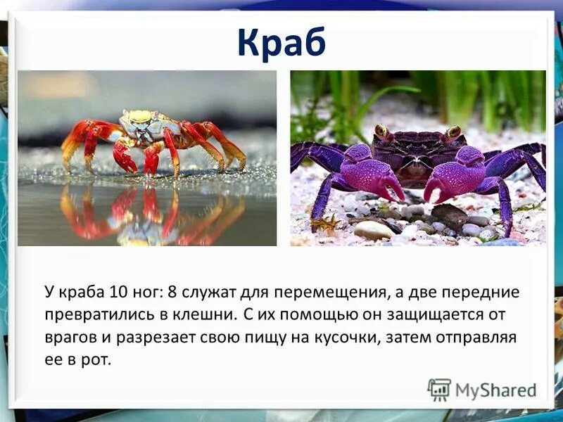 Альбом для рисования разбор по членам предложения. Главный и второстепенный член предложения. Вера быстро выполнила задание части речи. Порядок разбора предложения по членам предложения. У краба десять ног разобрать предложение.