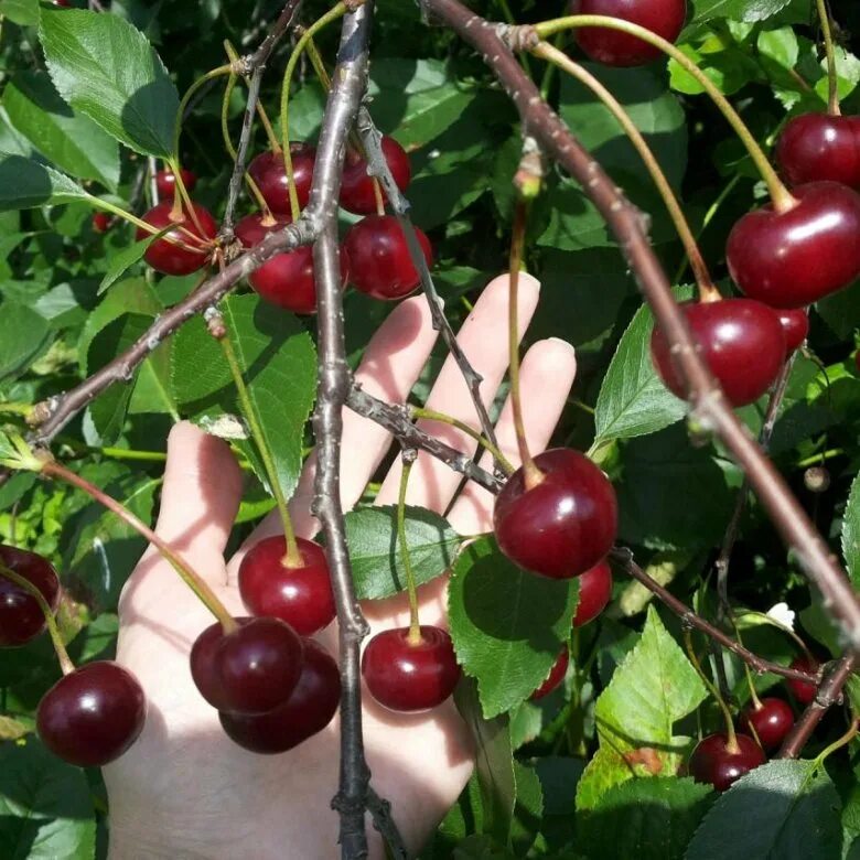 Черешня овстуженка. Самоплодные сорта вишни для подмосковья. Черешня сорт канадиан. Канадская морозостойкая вишня. Вишня плодовая харитоновская.