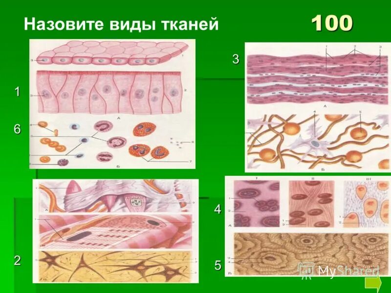 Искусственные и синтетические обувные материалы. Натуральная и искусственная кожа. Кожа какой вид ткани. Структура искусственной кожи. Виды тканей кожи.