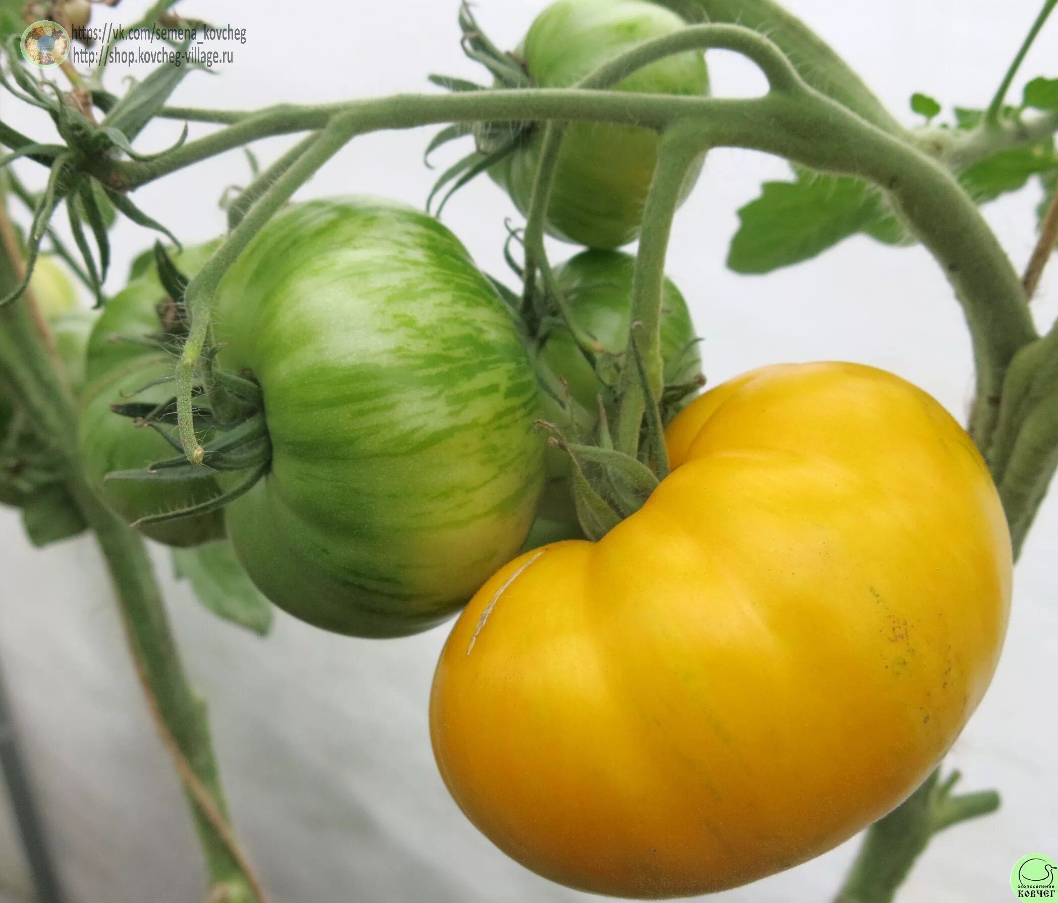 томат сорта буян желтый. финик черри томат оранжевый. томат перун. томат "жёлтый полосатый карамеллы". томат желтая империя f1 10шт.