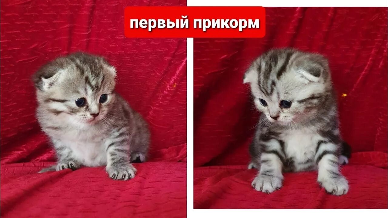 Чем кормят шотландских котят в месяц. Шотландские котята 2 недели. Недельные котята. Вислоухие котята 2 недели смесь. Котенок 1 месяц.