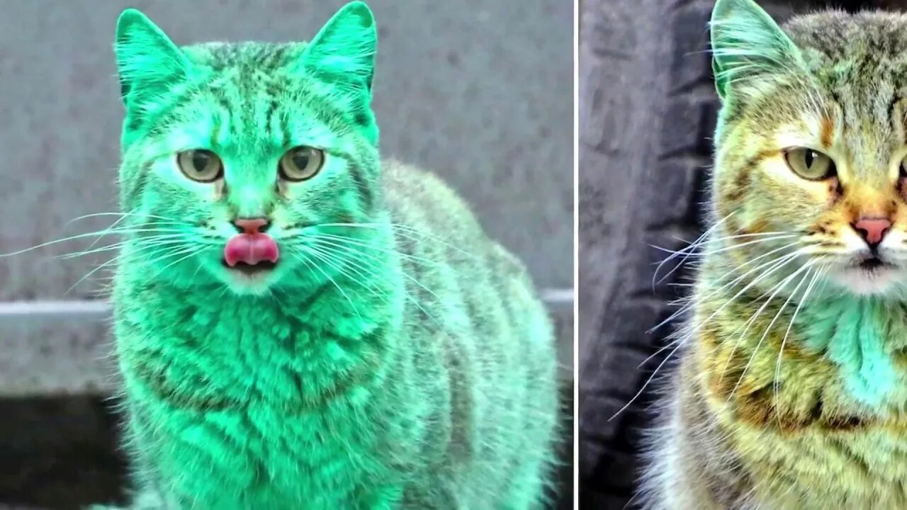 Зеленый котик фото Интересное видео: зеленый кот на улицах болгарского города Варна стал мировой зн
