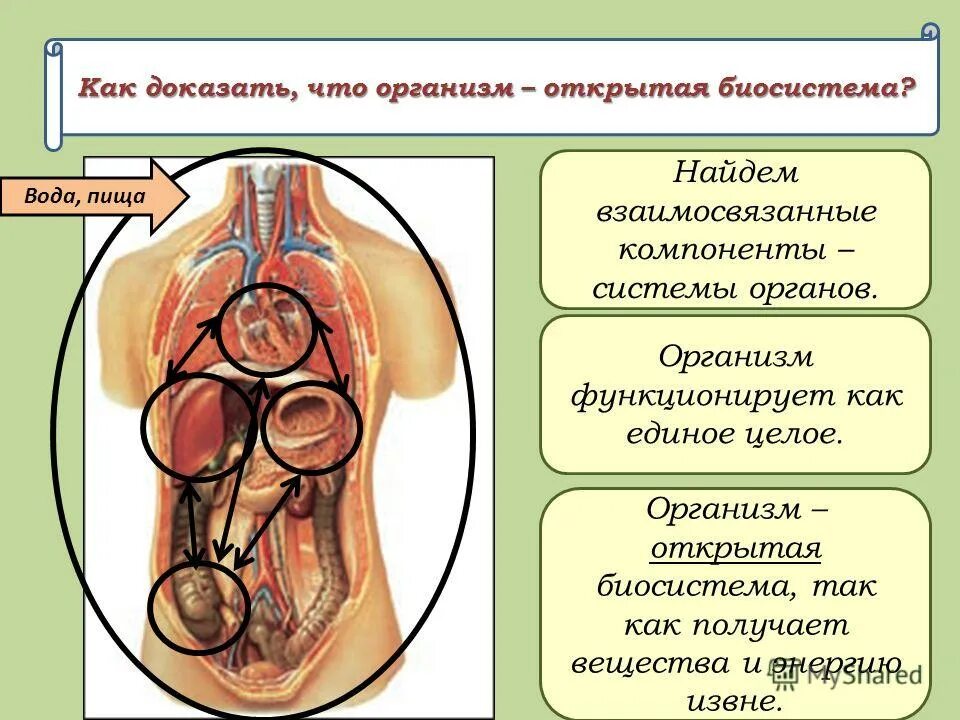 Общество есть организм. Организм как биосистема. Организм как открытая система.