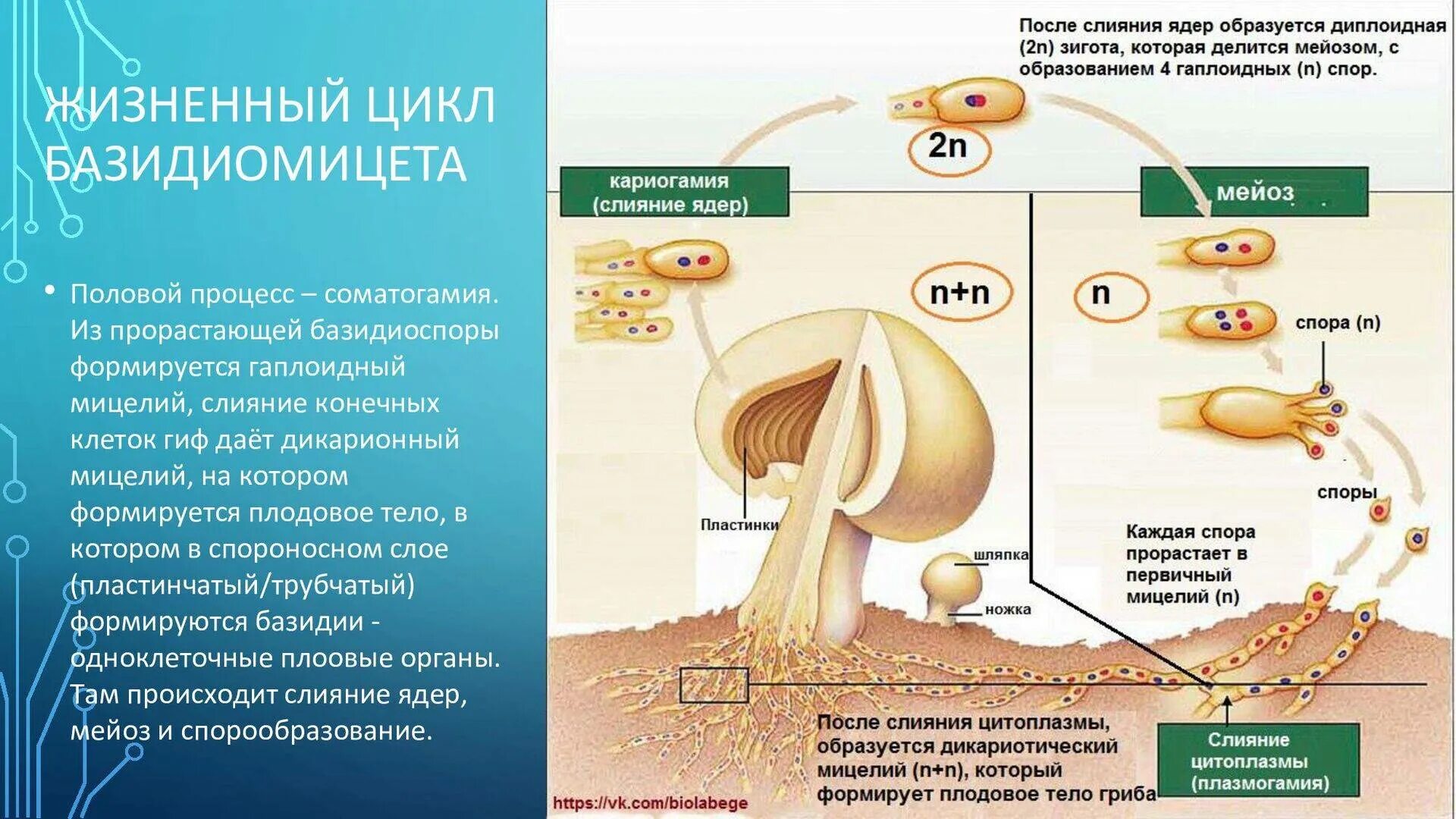 Где образуются грибы. Жизненный цикл шляпочного гриба. Жизненный цикл гриба базидиомицета. Размножение шляпочного гриба схема. Жизненный цикл грибов схема.