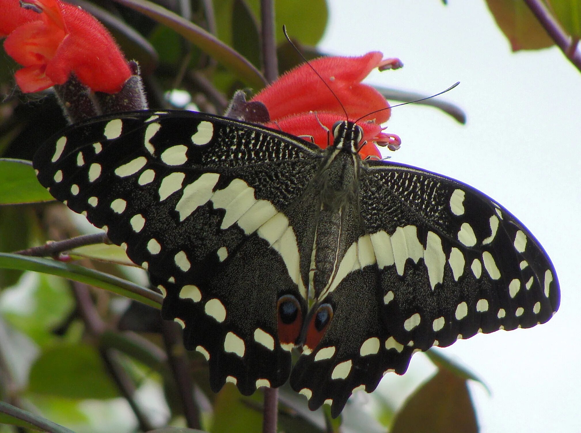 Название самых красивых бабочек. Бабочка Урания Мадагаскарская. Бабочка парусник демодок. Мадагаскарская бабочка Махаон. Мадагаскарская Комета бабочка.