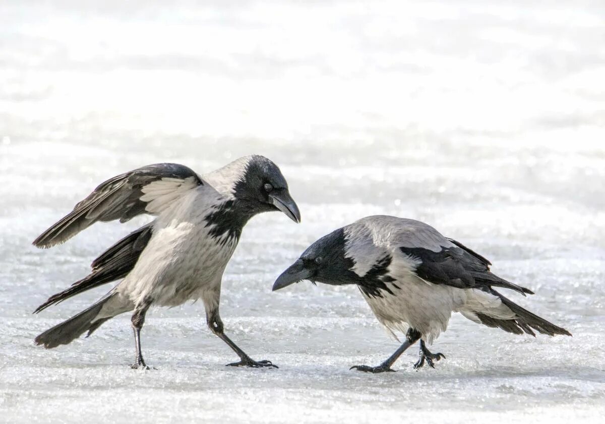 Поведения серых ворон. Серая ворона птица. Серая ворона самец и самка. Зимующие серая ворона. Воробьинообразные ворон.