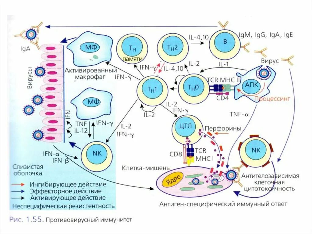 Схема иммунного ответа микробиология. Схема иммунного ответа клеточного типа. Схема противовирусного иммунного ответа. Микробиология и иммунология.