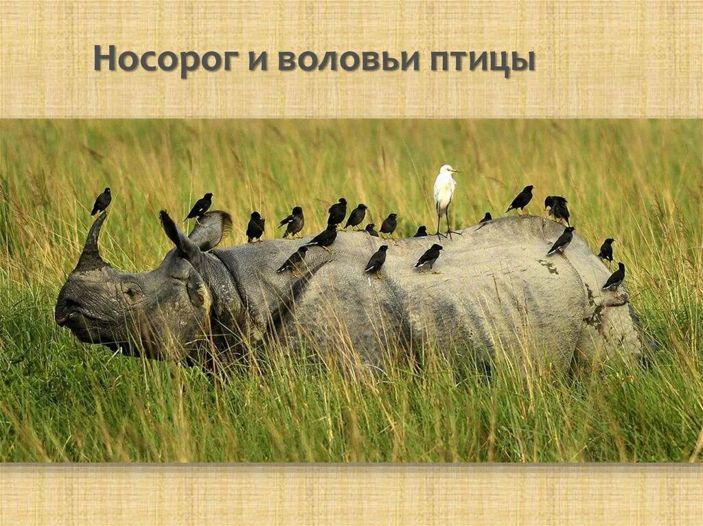 Носорог и воловья птица тип взаимоотношений. Воловьи птицы и носорог. симбиоз животных. биотические факторы фото.