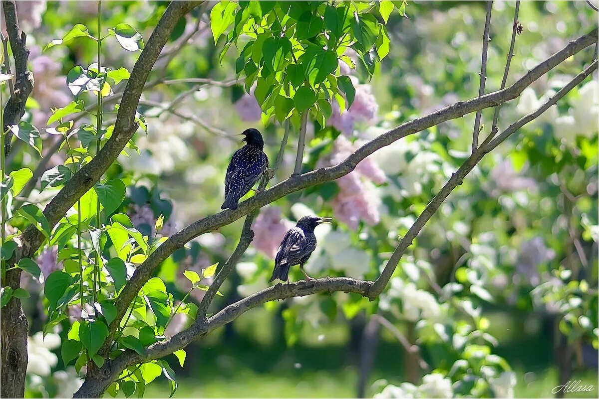 Лучше всего наблюдать скворца рано утром. Птицы весной. Птицы на дереве. Птицы весной в лесу. Птицы в весеннем лесу.