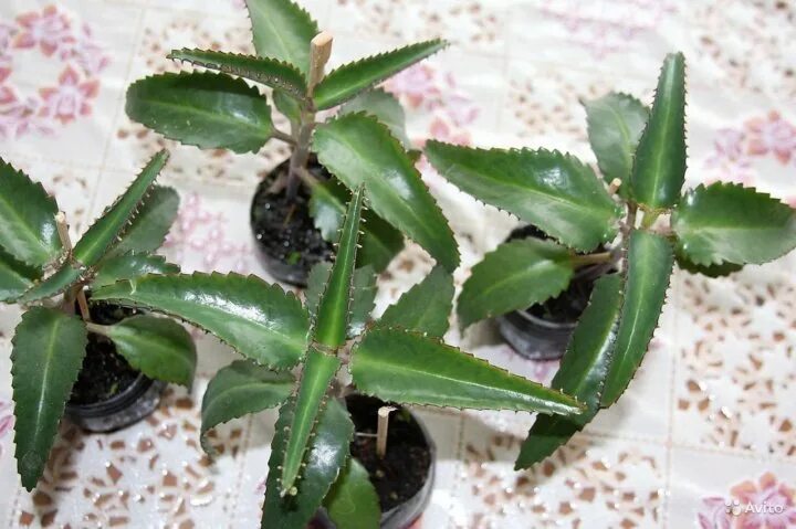 блоссфельда каландива. каланхоэ цветок приметы и суеверия дома. растения «каланхоэ каландива. каланхоэ лечебное (20 см). каланхоэ бриофиллум дегремона.