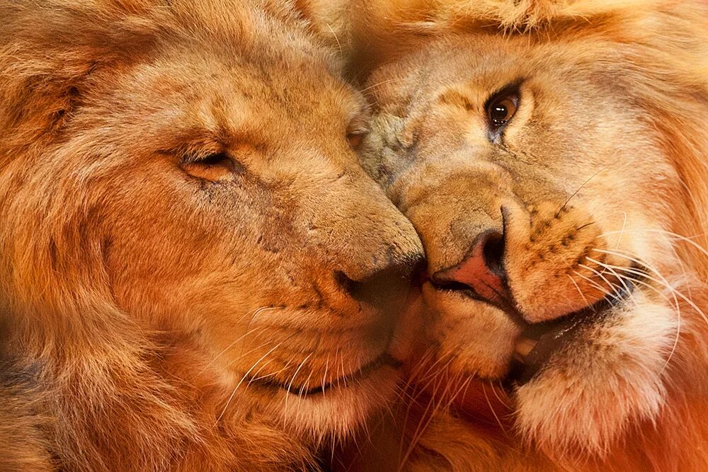 влюбленные львы. львы любовь. влюбленные животные. лев любовь сегодня. лев любовь сегодня.