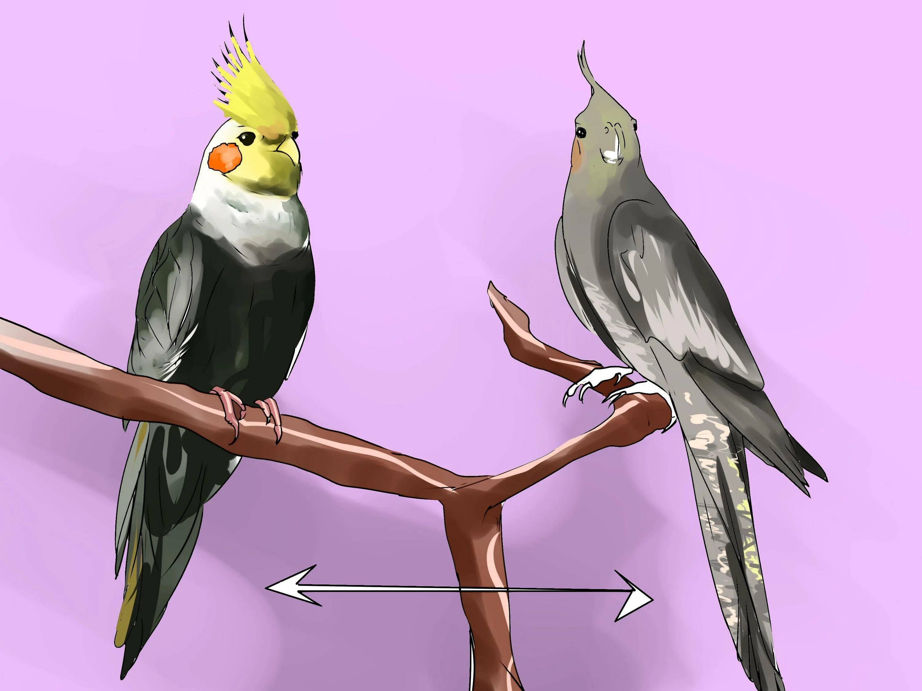 Как определить возраст кореллы. Попугай корелла. Попугай корелла самка и самец. Попугай корелла отличие самки от самца. Попугай корелла самка от самца.