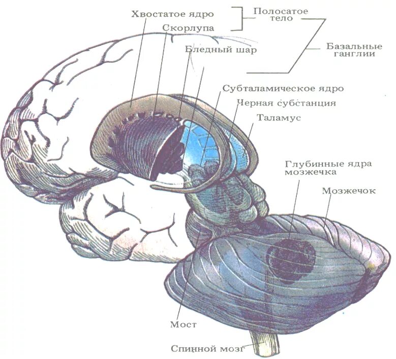 Хвостатое ядро мозга. Хвостатое ядро мозга строение. Базальные ядра конечного мозга полосатое тело. Базальные ганглии головного мозга. Хвостатое ядро головного мозга анатомия.