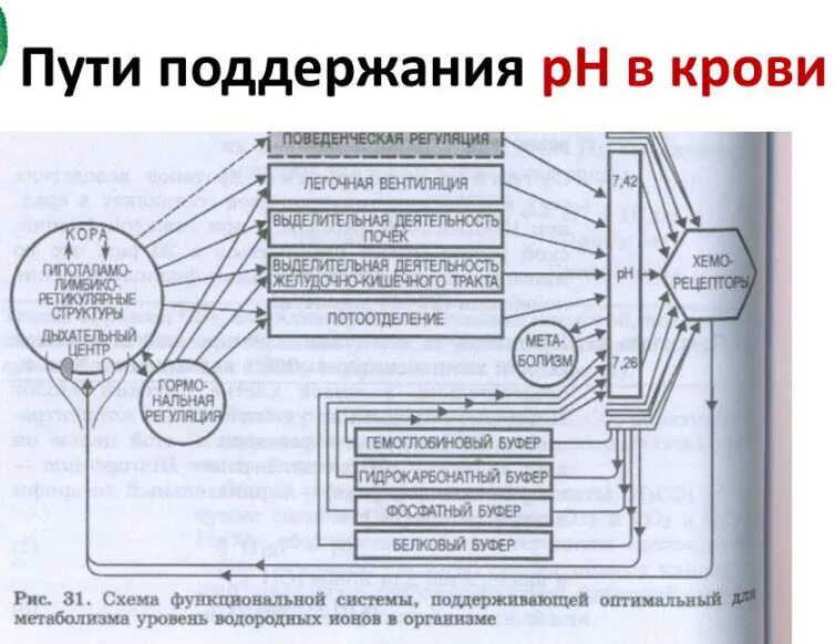 Основные состояния систем и элементов. Понятие о кислотно-основном состоянии организма. Равновесное состояние и равновесный процесс. Компоненты здоровья. Состояние системы.