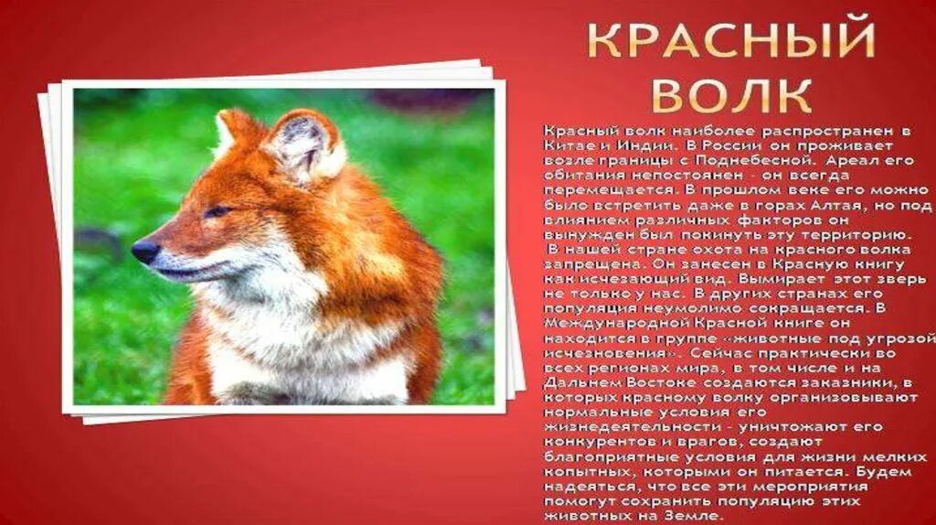 Красная книга россии животные кратко. Красная книга России. Животные. Животные красной книги Росси. Проект о животных красной книги. Представители красной книги России.