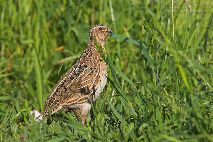 мраморный лесной перепел. перепел обыкновенный coturnix coturnix. конфетка кто перепел. конфетка кто перепел. шоу конфетка жюри.