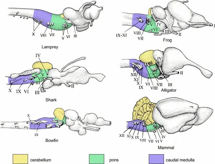 Функция головного мозга животных. Эволюция головного мозга позвоночных. Эволюция мозга животных. Мозг Эволюция биология. Развитие головного мозга у рыб.