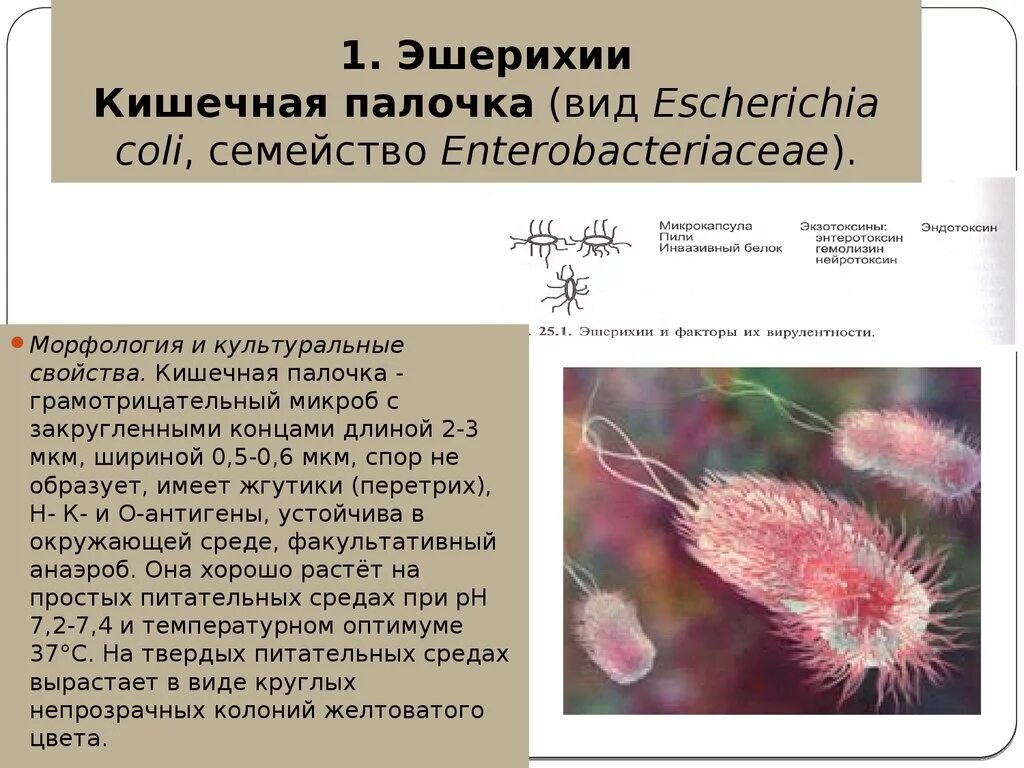 Кишечная палочка форма возбудителя. Эшерихия кишечная палочка. Инфекции, вызываемые Escherichia coli. Кишечная палочка эшерихиоз. Кишечные палочки какая группа