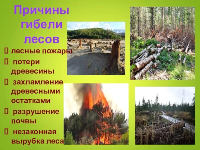 Вырубка лесов причины. Причины гибели лесов. Уничтожение лесов причины. Причины гибели и вырубки лесов.
