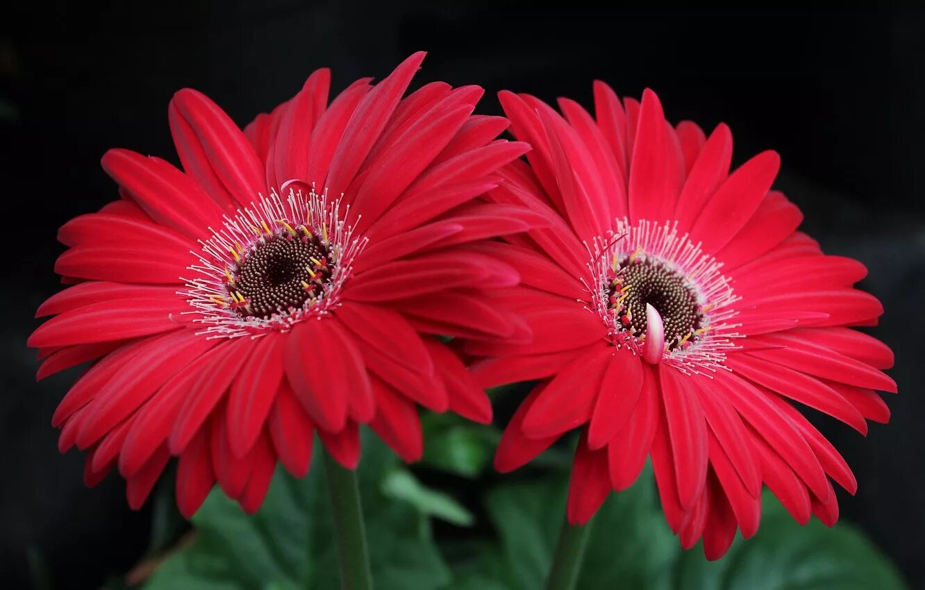 гербера мариатта. гермини петтикоат. гербера высокорослая. гербера джемсона розовая. гербера мадейра.