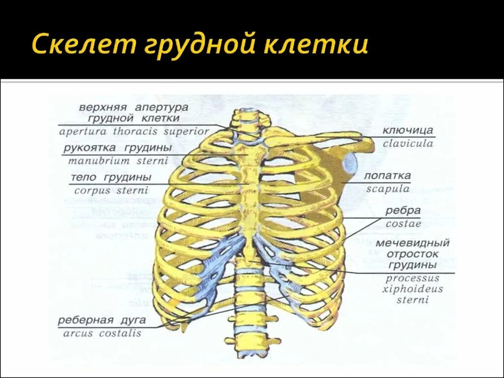 Грудная клетка строение и функции. Грудная клетка вид спереди название костей. строение грудной клетки мужчины спереди. грудная клетка (скелет, соединение костей, мышцы).. строение костей грудного отдела.