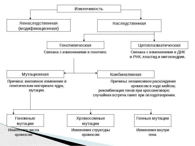 Классификация наследственной изменчивости таблица. Схема по формам изменчивости биология 9 класс. Типы наследственной изменчивости таблица. Формы наследственной изменчивости таблица для ЕГЭ биология. Изменчивость таблица биология