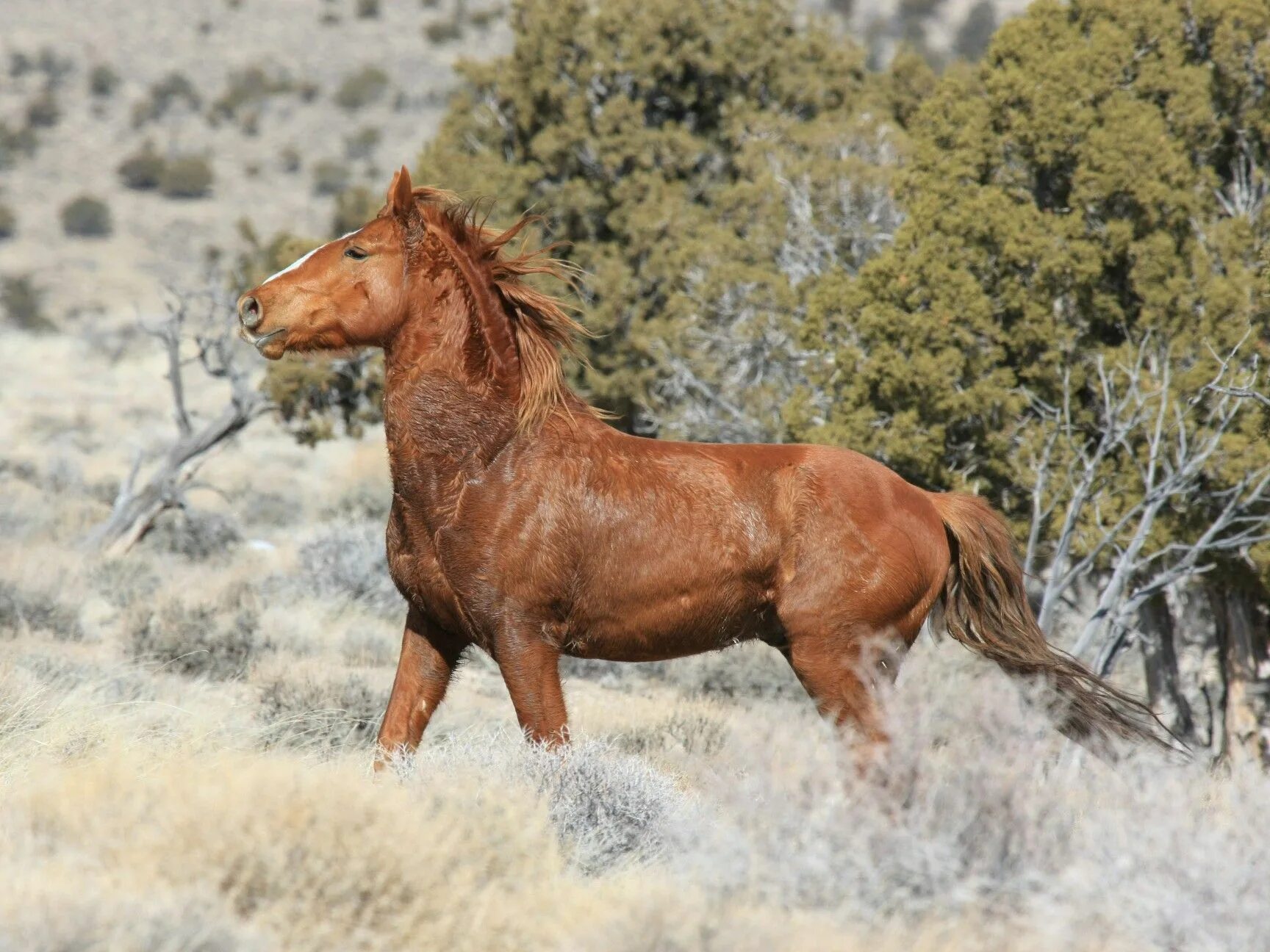 Пегий мустанг. Американский мустанг лошадь. Лошадь породы пинто. Mustang horse. Пегий мустанг.