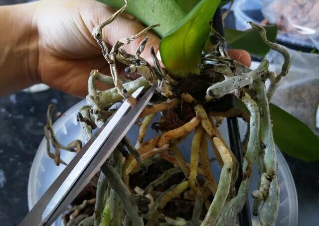 Зацвела корень. Корни орхидеи. Обстригаем корни орхидеи. Желтые корни у орхидеи. Корни фаленопсиса.