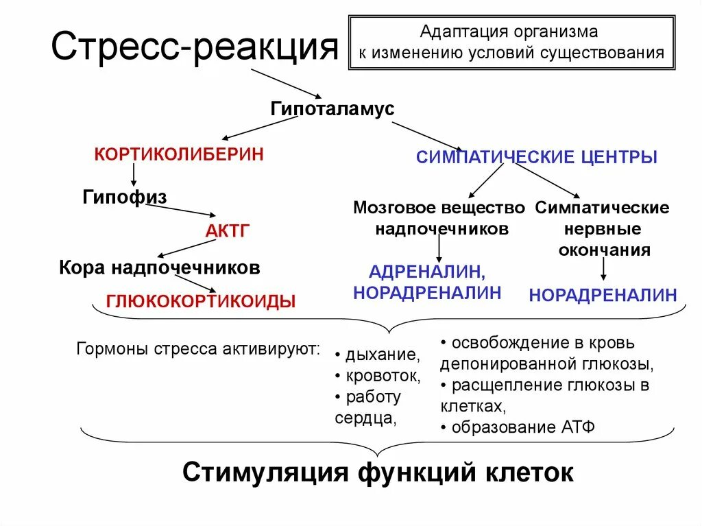 Реакция на стресс. Реакция эндокринной системы на стресс. Психологические реакции на стресс. Стадии стрессовой реакции схема.