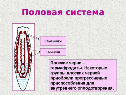Половая система простейших