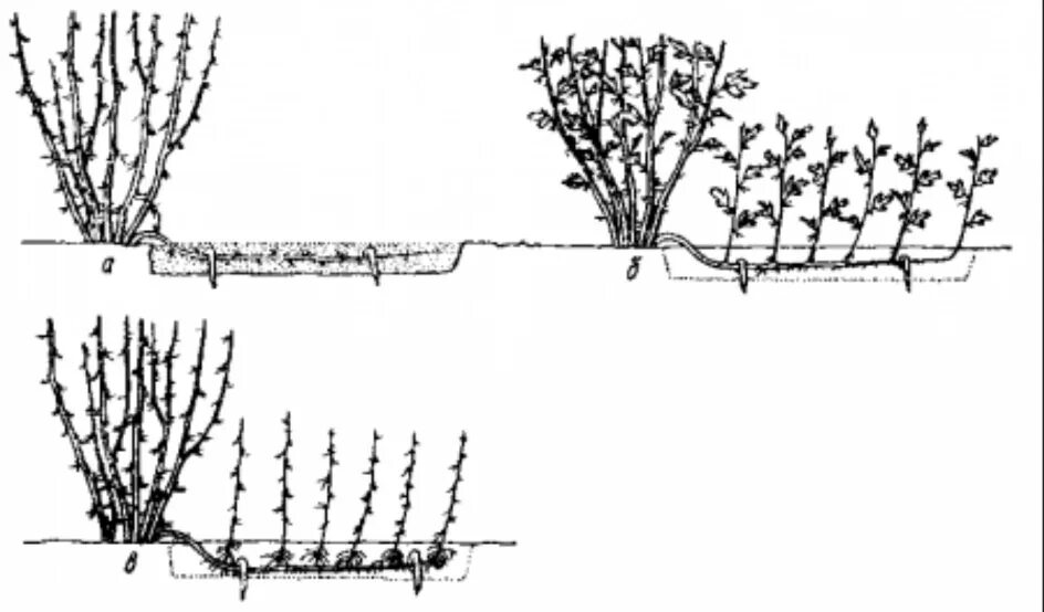 Отводками куста крыжовника.. Схема посадки крыжовника. Схема посадки смородины и крыжовника. Схема обрезки крыжовника осенью.