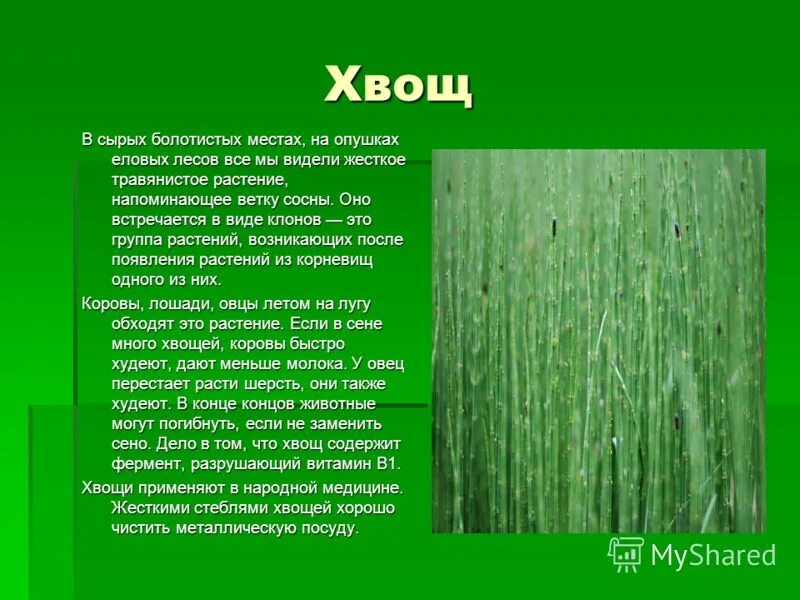 общую характеристику растений отдела хвощевидные -. хвощ таксономия. хвощи презентация 7 класс. хвощи презентация 7 класс. хвощи презентация 7 класс.