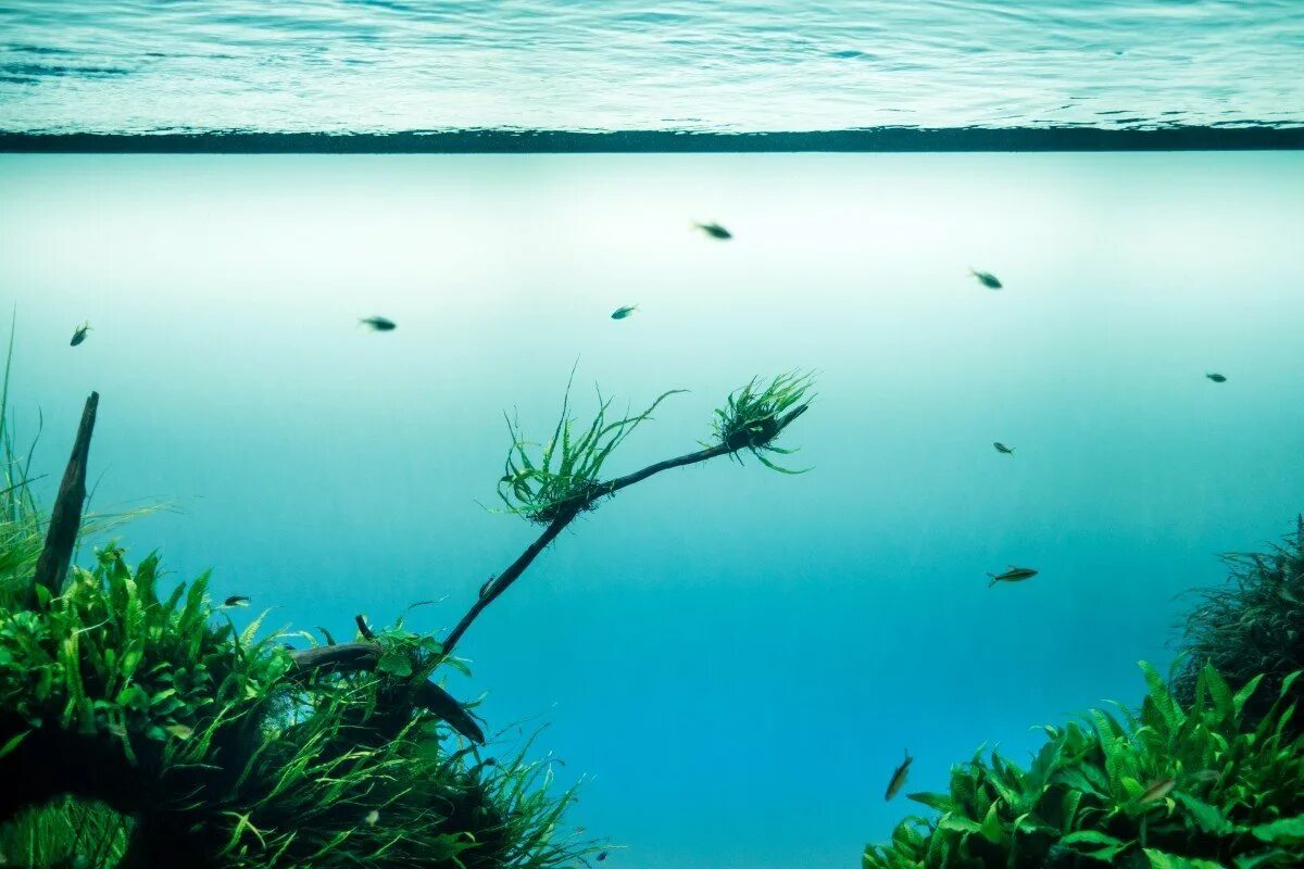 Водоросли и свет. Водоросли в океане. Зеленое море. Прозрачная вода. Подводные растения.