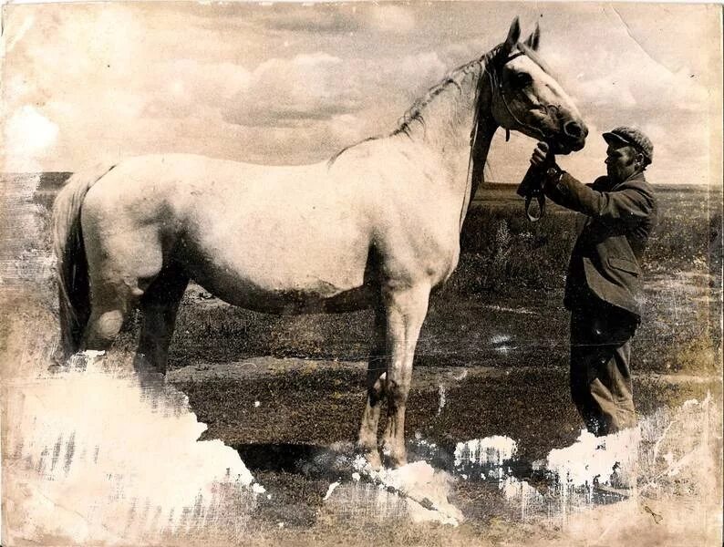 Состояние коне. Коневодство и коннозаводство. Калмыцкая лошадь. Царский конюх. Конюх с лошадью.